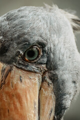 Eye of Shoebill,Balaeniceps rex, also known as whalehead. Large tall bird lives in tropical east Africa.It has huge, bulbous bill and blue-grey feathers.Animal eye close up.