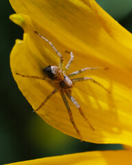 A tiny spider on a yellow flower petal. Macrophoto.