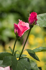 rosebuds in the summer garden