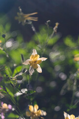 Delicate pink-yellow aquigelia flower with close-up of green buds on a natural blurred background of the flower garden. Selected focus, shallow depth of field. Artistic poster