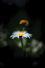 Сhamomile on the dark blurred background. Poster, wallpaper.