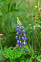 Summer meadow with blue lupine flower in the rays of the evening sun. The background is blurry