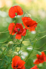 A red poppy flowers. A medicinal plant. The focus is soft, the background is blurred