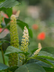 Medicinal plants. White flowers of the American lakonos, or American phytolacca (Latin Phytolácca americána), against a blurred summer colored background. Soft selective focus. Art poster