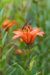 Orange lily flowers  in full bloom on a summer blurred background. Selected focus, shallow depth of field. Natural green background. Art poster, wallpaper