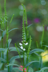 White flower on a blurred summer green background. Soft selective focus. Shallow depth of field. Artistic poster