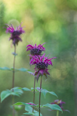 Summer purple flowers on a natural green blurred background. Selected focus, shallow depth of field. Artistic poster