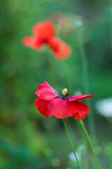 A red poppy flower. A medicinal plant. The focus is soft, the background is blurred