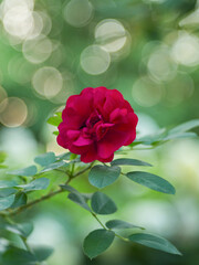Red rose flower on a green blurred background. Soft focus, shallow depth of field. Art poster, postcard