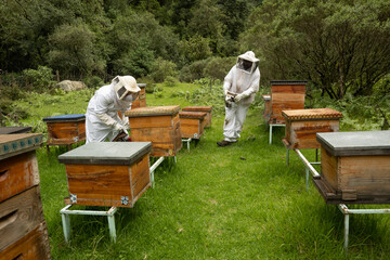 Beekeepers working with bees in forest - obrazy, fototapety, plakaty