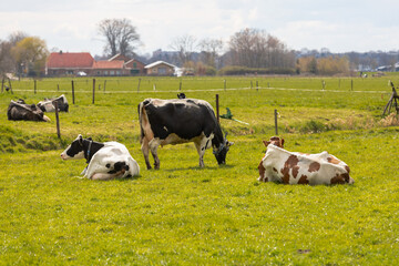 Cows enjoy the grass in the meadow.