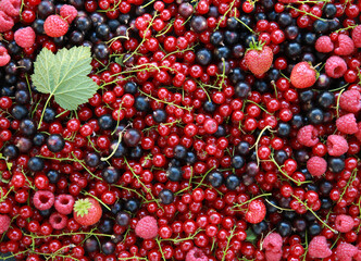 Gardening and agriculture. Fresh berries: black and red currants, raspberries and strawberries. Foodbackground. Background image, copy space. Top view, flatlay