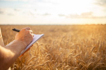 man agronomist in a wheat field. Ripe barley, sunset. The employee calculates losses and profits,...