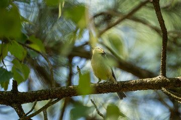 Yellow bird young on a branch behind a leaf