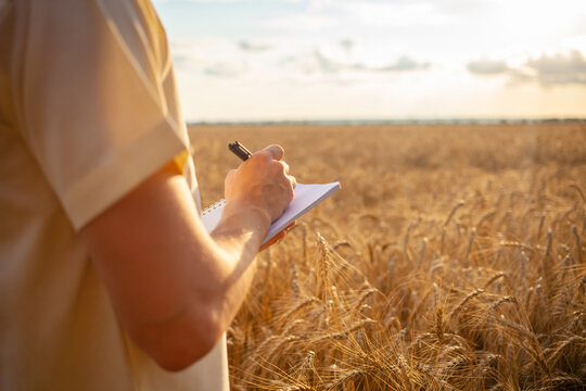 man agronomist in a wheat field. Ripe barley, sunset. The employee calculates losses and profits, evaluates the yield and quality of seeds. copy space. The specialist writes in a notebook