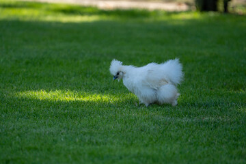 Silk chicken hens (silkie - Wugu-ji - Chinese silk chicken) on a beautifull green grass near a farm with various silk chickens in different and beautifull colours on a sunny day