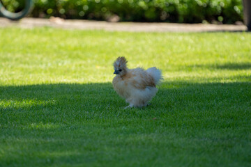 Silk chicken hens (silkie - Wugu-ji - Chinese silk chicken) on a beautifull green grass near a farm with various silk chickens in different and beautifull colours on a sunny day