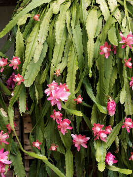 Disocactus phyllanthoides | Imp&eacute;ratrice allemande ou imp&eacute;ratrice g&eacute;ante. Cactus-orchid&eacute;e &agrave; grandes fleurs ros&acirc;tres parfum&eacute;es sur tige ou feuilles dentel&eacute;es, aplaties longues et pendantes