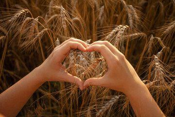 hands in a wheat field. Ripe barley against the backdrop of sunset. Love of nature, grain harvest...