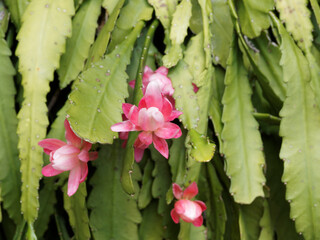 Fleurs roses ornementales de Disocactus phyllanthoides ou Impératrice allemande sur tiges plates et pendantes