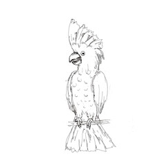 Watercolor Pirate adventure black sketched icon element isolated  on white background