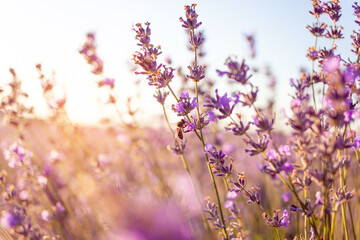 lavender field at sunset. Flowers with essential oil. Agricultural business. A flowering purple bush. Bees pollinate the flowers. Sunlight, blurry background. Large plantations sun