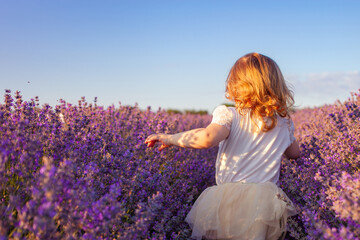 a child in a lavender field. The girl enjoys the smell and beautiful flowers. Purple bushes with...