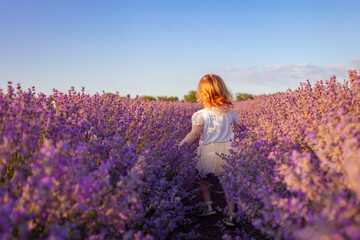 a child in a lavender field. The girl enjoys the smell and beautiful flowers. Purple bushes with...