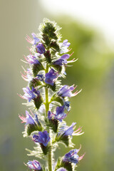 upright shot of the tip of a viper's bugloss flower in its purple bloom brightened by backlight from the sun