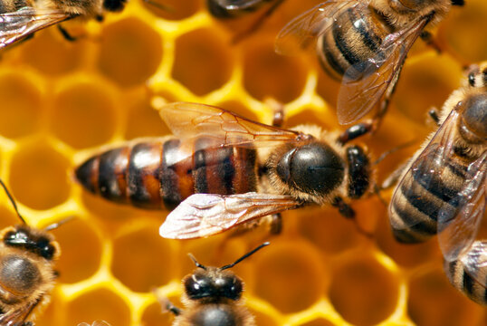 A queen bee with bees on a honeycomb.