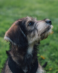 puppy dog portait profile in the grass park 