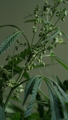 Macro photo of cannabis seeds and leaves,hemp on green background.Close-up of marijuana leaves.Growing organic medicinal hemp.Production of oils,cosmetics and textiles from hemp.Natural background.