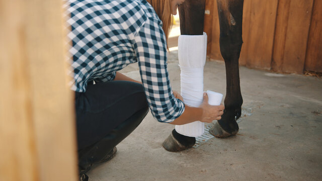 Female caretaker bandaging horse leg outside the stable during the daytime. Seal brown injured horse. Girl wrapping the bandage on the horse leg. Taking care of an injured horse. 
