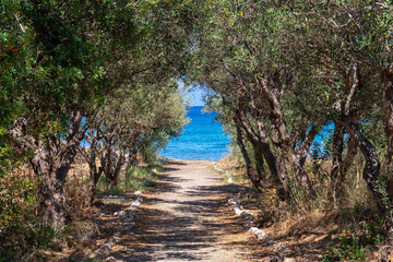 Olive trees in front of the blue sea