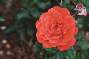 Fototapeta premium a red rose among the greenery in the garden