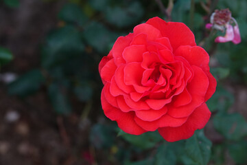 a red rose among the greenery in the garden