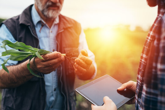 farmers examine corn on field