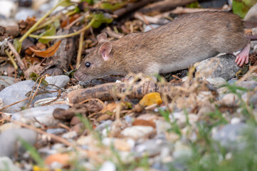Brown rat. Rattus norvegicus. Common rodent foraging.