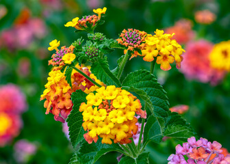 Variegated Lantana 1