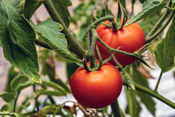 Early Summer Tomatoes