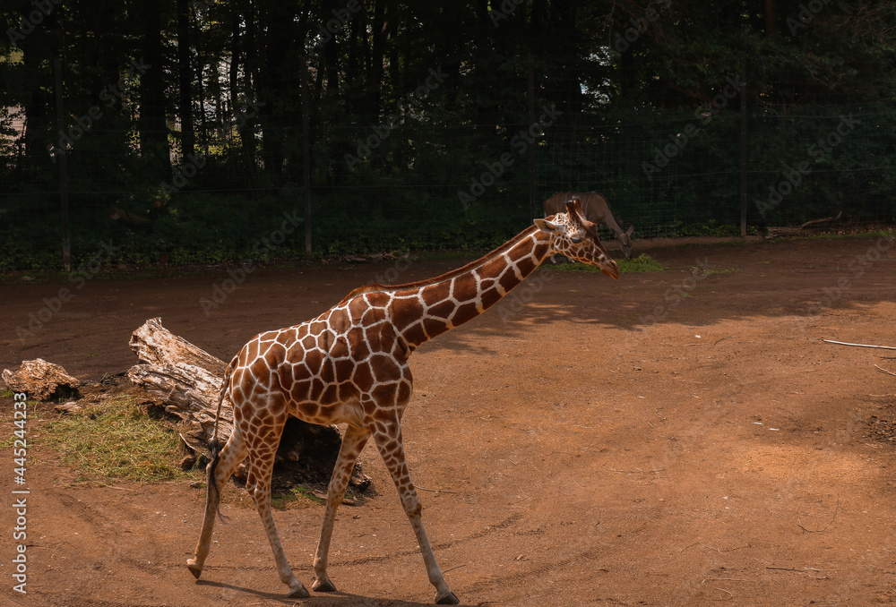 Poster A giraffe standing on a brown sand