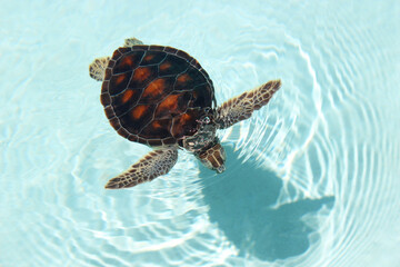 Small turtle at pool in Xcaret Park. Turtle on the territory of Xcaret, famous ecotourism and...