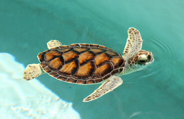 Small turtle at pool in Xcaret Park. Turtle on the territory of Xcaret, famous ecotourism and...