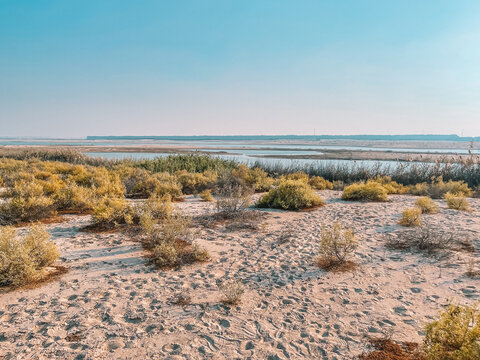 Dessert wild plants and nature | Spectacular Landscape View at Al Wathba Wetland Reserve in Abu Dhabi, UAE | coastal salt flat (sabkha) lakes