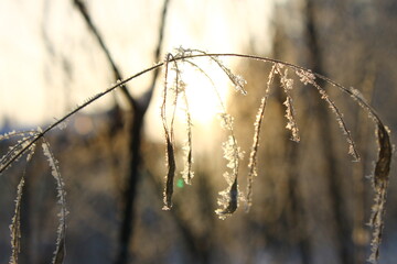 A blade of grass in the frost