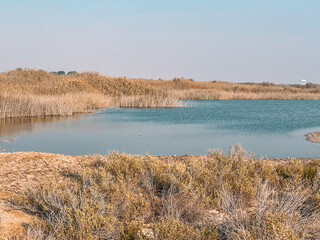 Dessert wild plants and nature | Spectacular Landscape View at Al Wathba Wetland Reserve in Abu Dhabi, UAE | coastal salt flat (sabkha) lakes