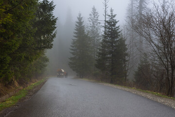 Obraz premium Bialki Valley on a misty spring day, Tatra Mountains, Poland.