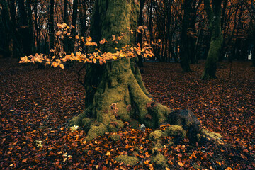 L'automne dans les forêts du Morvan