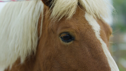 portrait of a horse