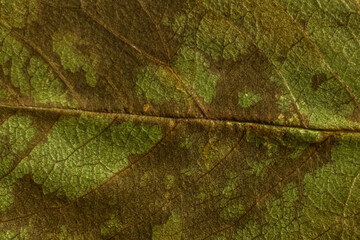 green texture of a dry leaf